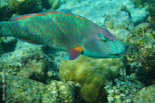 Fototapeta Naklejka Na Ścianę i Meble -  Heavybeak parrotfish