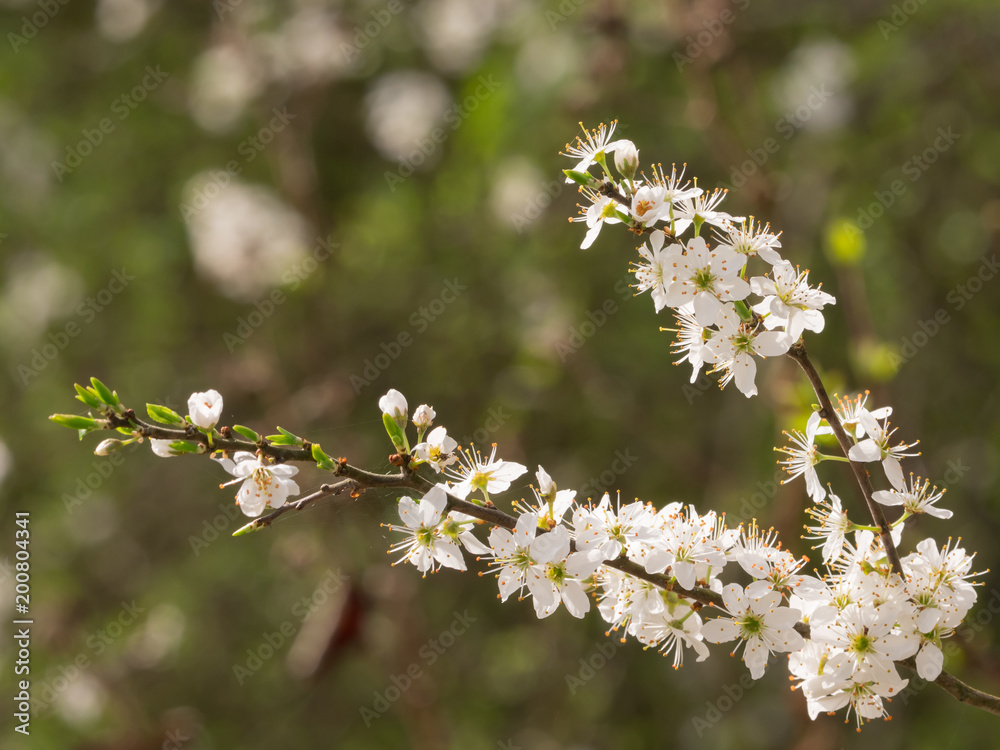 spring light white blossom branch being in flower spring light white blossom branch being in flower