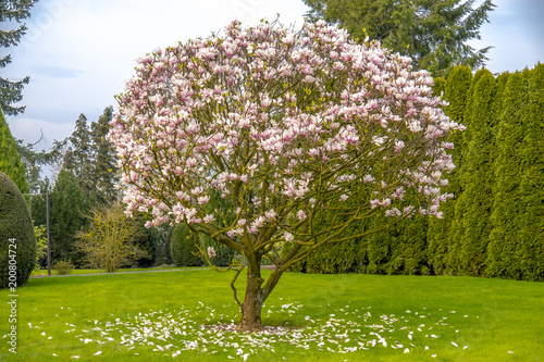 Fotografia Beautiful purple magnolia tree called 'big Dude'