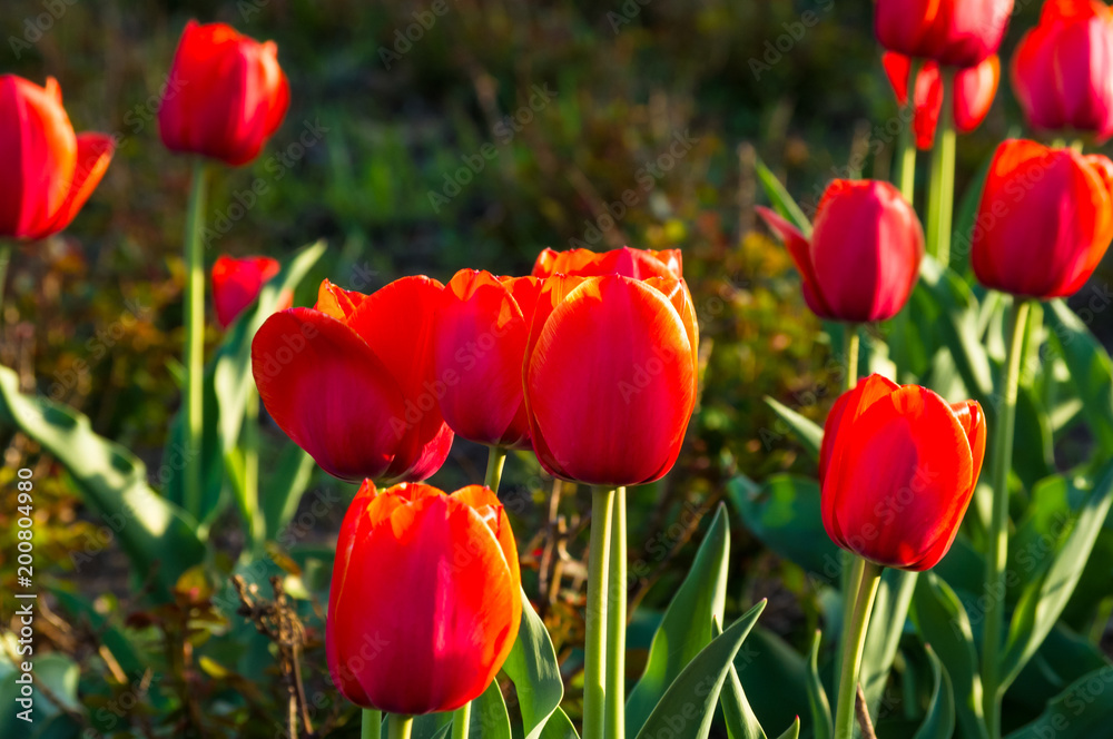 Obraz premium colorful tulips in early spring in the garden