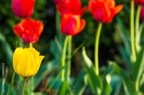 Fototapeta Naklejka Na Ścianę i Meble -  colorful tulips in early spring in the garden