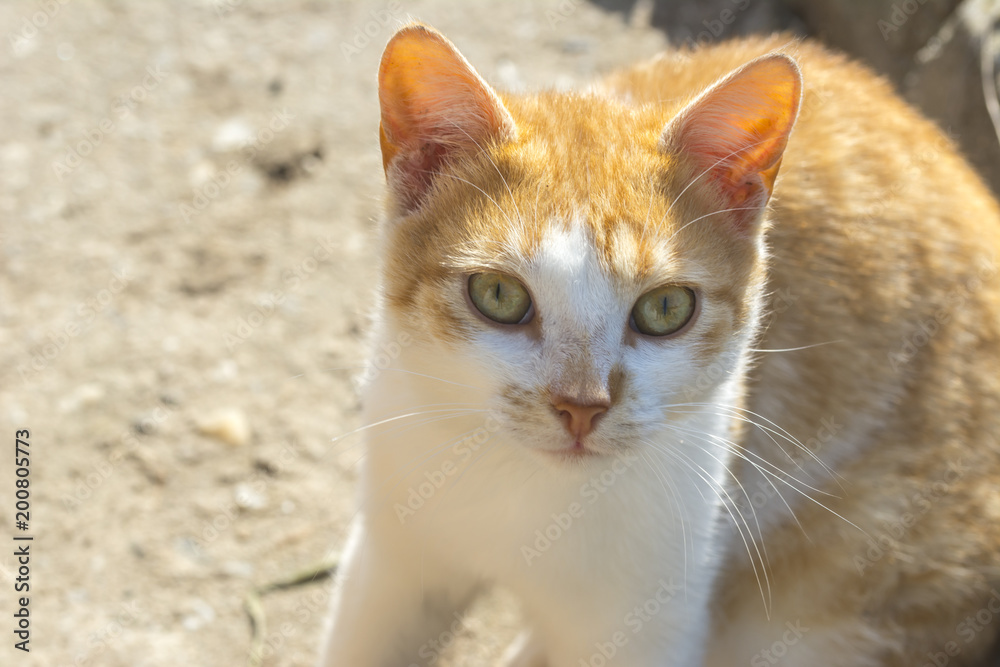 Orange,white cat looking straight to camera,domestic cat Orange,white cat looking straight to camera,domestic cat