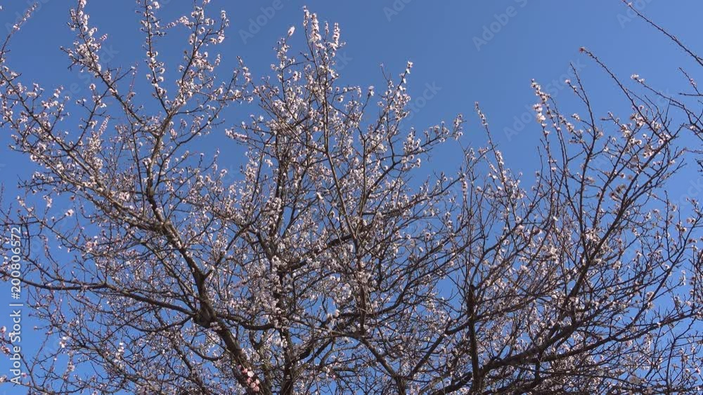 Springtime, beautiful blooming apricot tree. Springtime, beautiful blooming apricot tree.