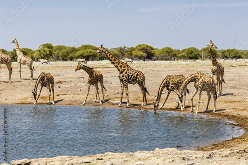 Giraffe  Giraffa  am Wasserloch  at the water hole 