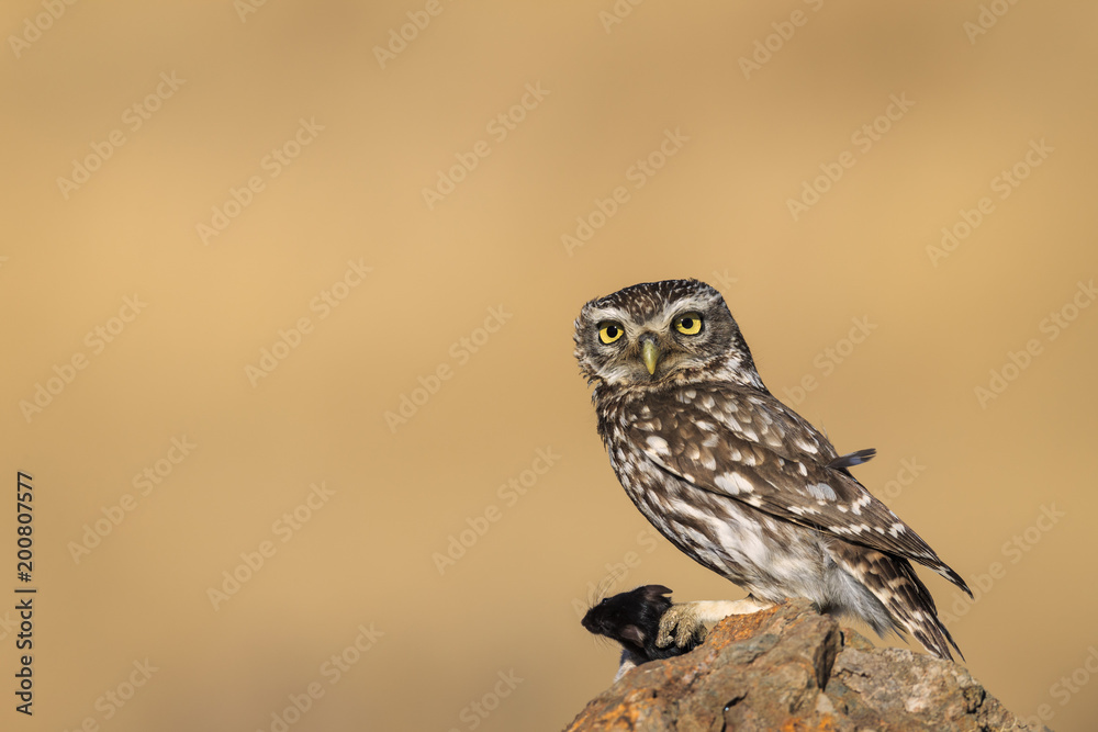 Little owl Little owl