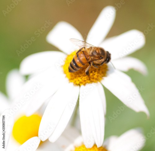 Macro photo of flowers, daisy and honey bee.