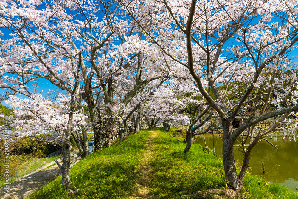 Spring in Japan