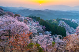 Sunset over cherry trees forest