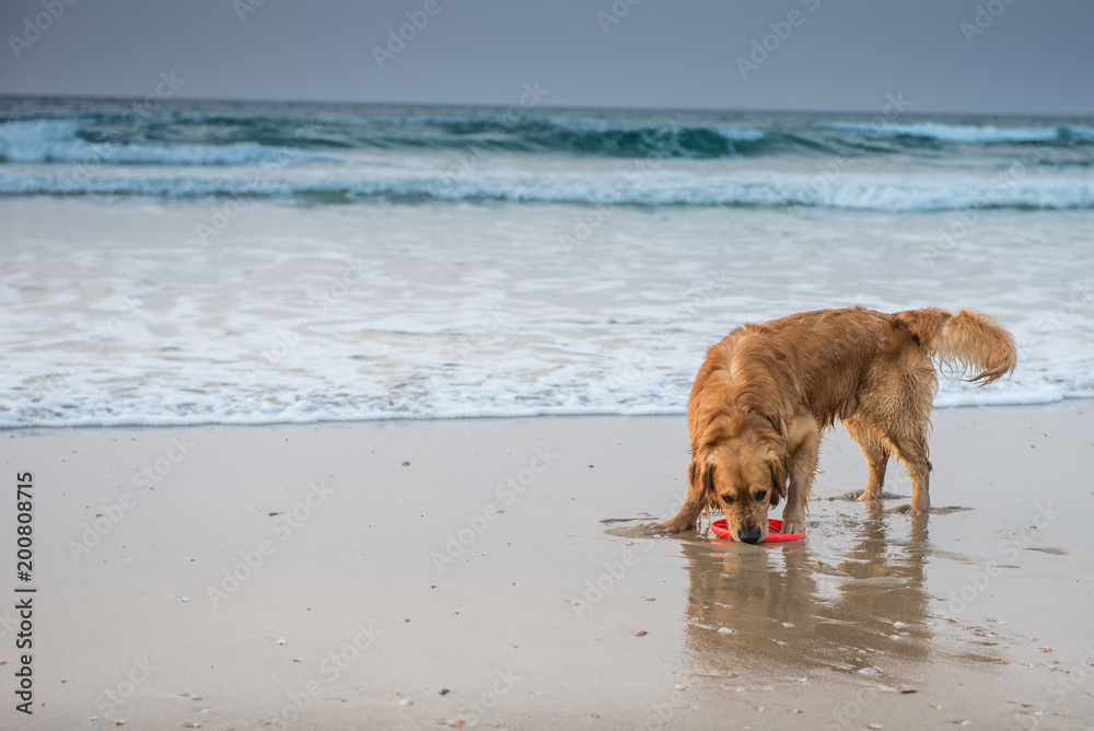 dog (Golden retriever) playing with a toy on the beach dog (Golden retriever) playing with a toy on the beach
