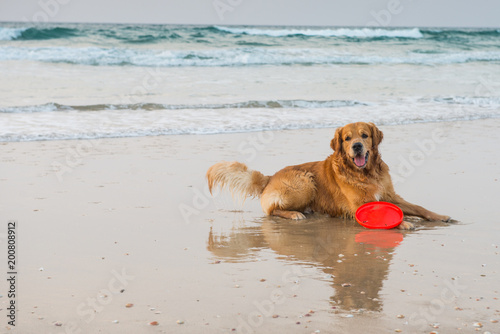 dog (Golden retriever) playing with a toy on the beach