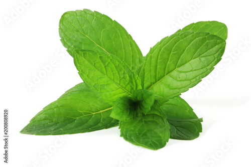Pepermint (Mentha × piperita) leafs isolated on white.
