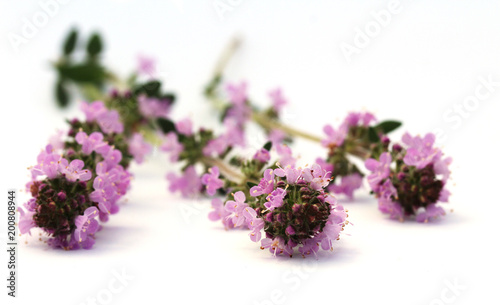 Hungarian thyme  Thymus pannonicus  isolated on white.