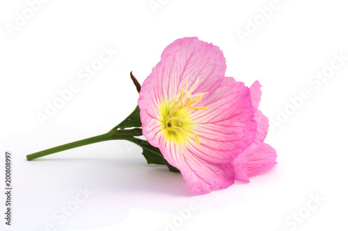 Flowers of pink evening primrose (Oenothera speciosa) isolated on white.