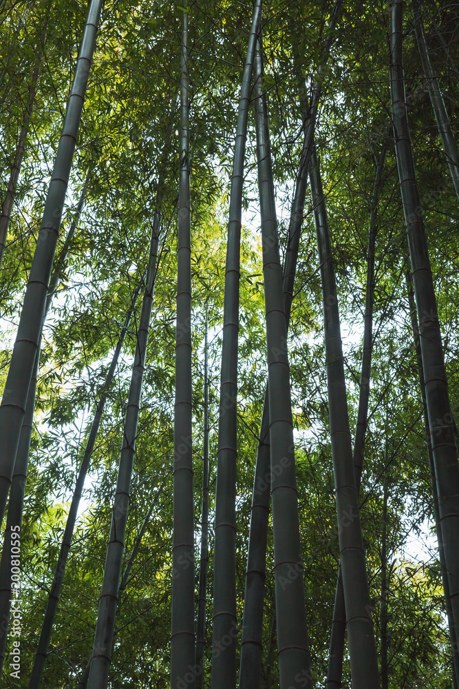 Obraz premium Dark bamboo forest, vertical background