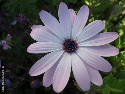 flower  flowers spring