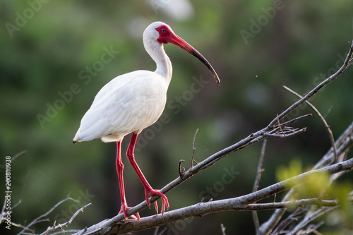 Photos White Ibis on a tree branch