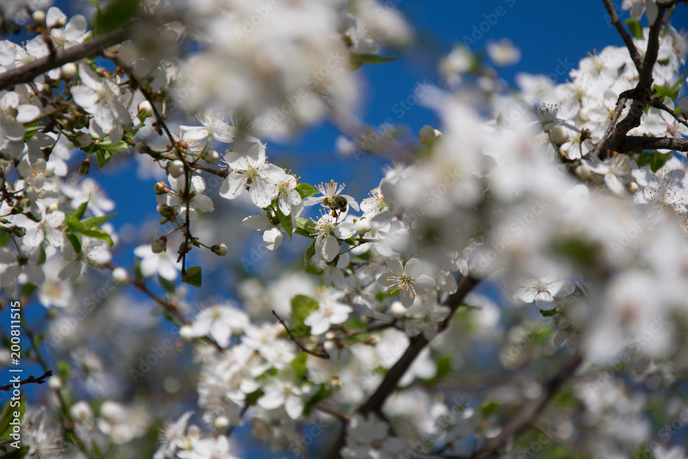 Fototapeta premium Cherry blossoms
