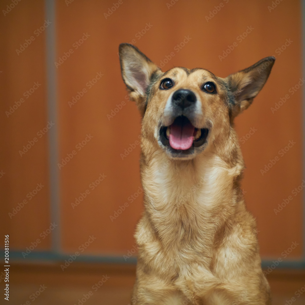 cute dog smiling portrait. Shepherd girl.