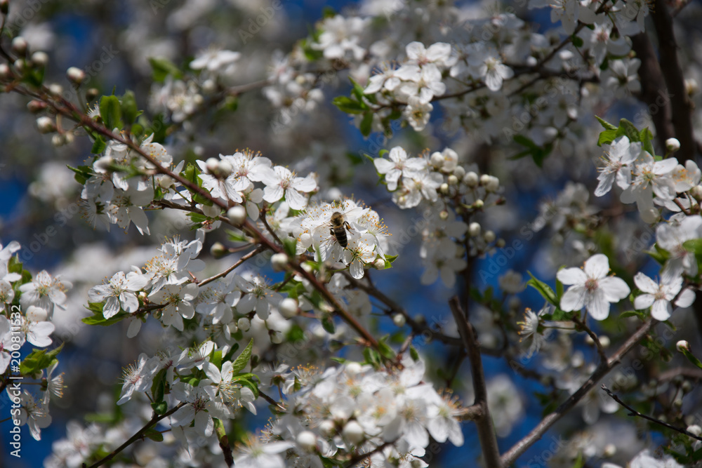 Cherry blossoms