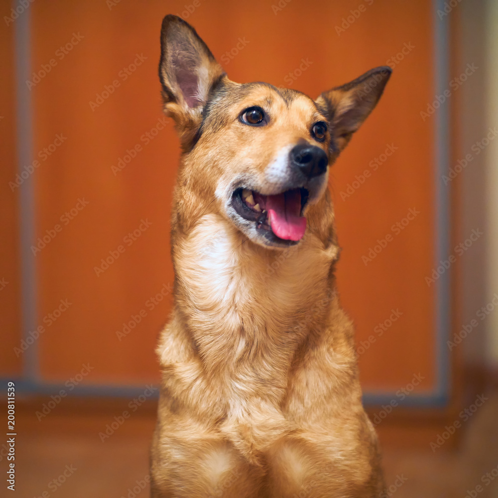 a portrait of a dog looking up. a portrait of a dog looking up.