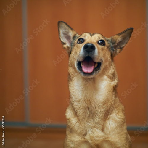 cute dog smiling portrait. Shepherd girl.