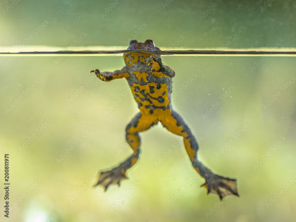 Fototapeta premium Yellow bellied toad resting in water