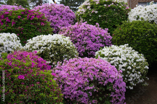 Flower bushes