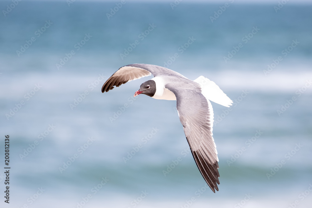 Laughing Gull Flying Laughing Gull Flying