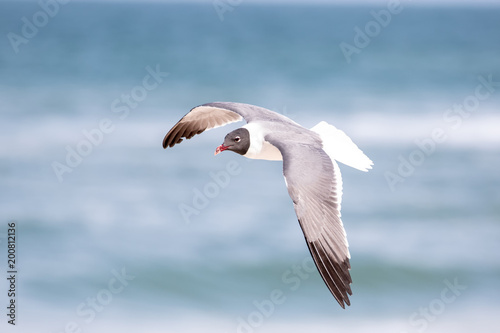 Foto Laughing Gull Flying