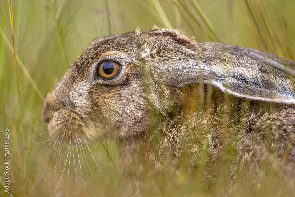 Head of European Hare hiding in vegetation Head of European Hare hiding in vegetation