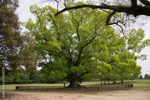 Meiji tree