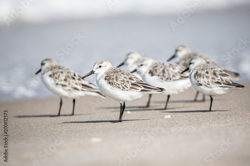 Sanderlings at the Shore photo