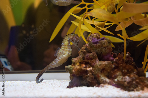 Seahorse