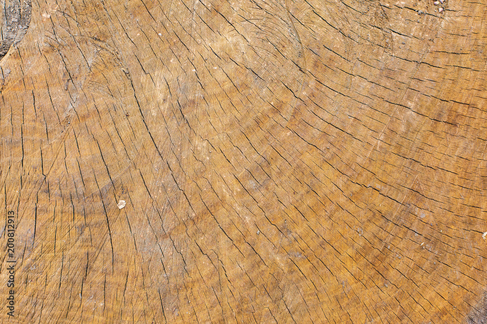 Fototapeta premium Struktura pnia na cięciu, piękna rustykalna tekstura drewna