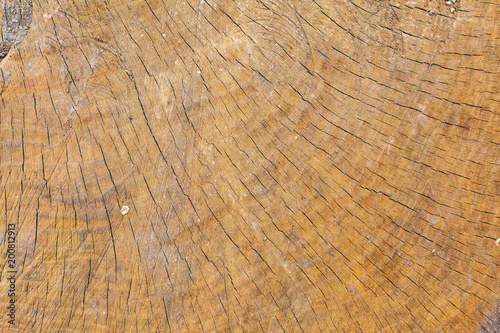 Stump texture on the cut, beautiful wood texture rustic 