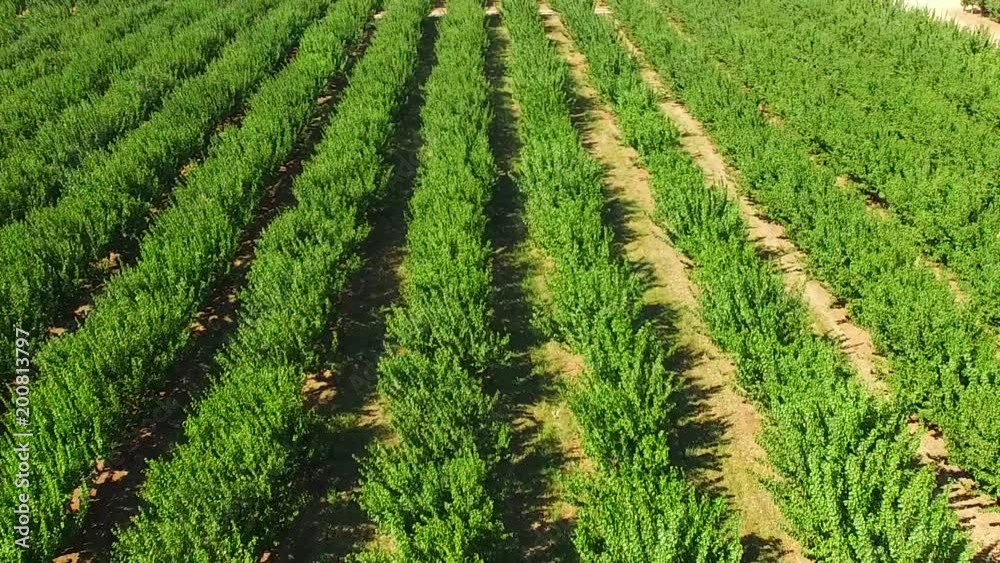 Green trees on the farm. Slow motion. Green trees on the farm. Slow motion.