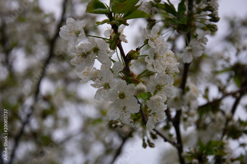 Cherry blossoms in full bloom 2