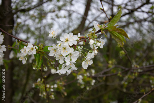 Blooming cherry blossoms
