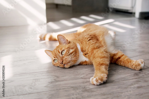 Red cat lying on the floor and basking in the sun.