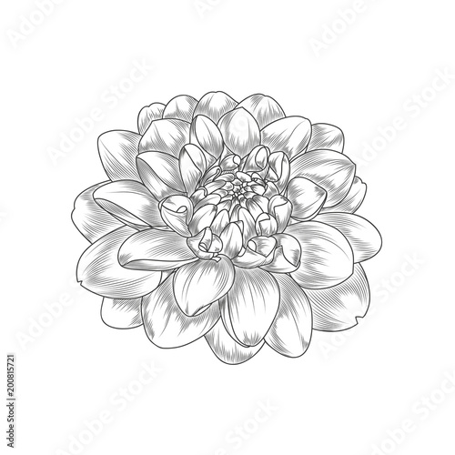 Fototapeta Naklejka Na Ścianę i Meble -  Abstract hand-drawn monochrome  flower dahlia. Element for design.