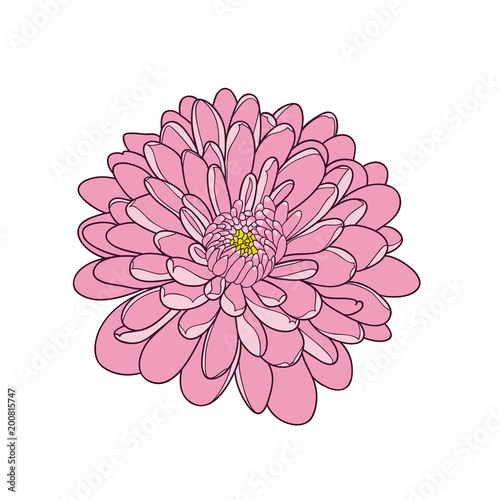 Fototapeta Naklejka Na Ścianę i Meble -  Abstract hand-drawn monochrome  flower chrysanthemum. Element for design.