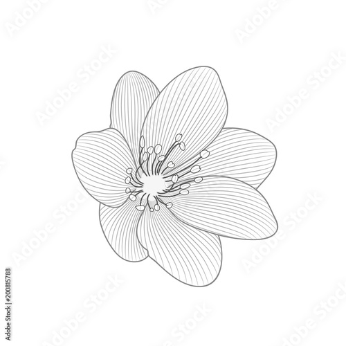 Beautiful isolated hand-drawn snowdrop flower. Element for design.