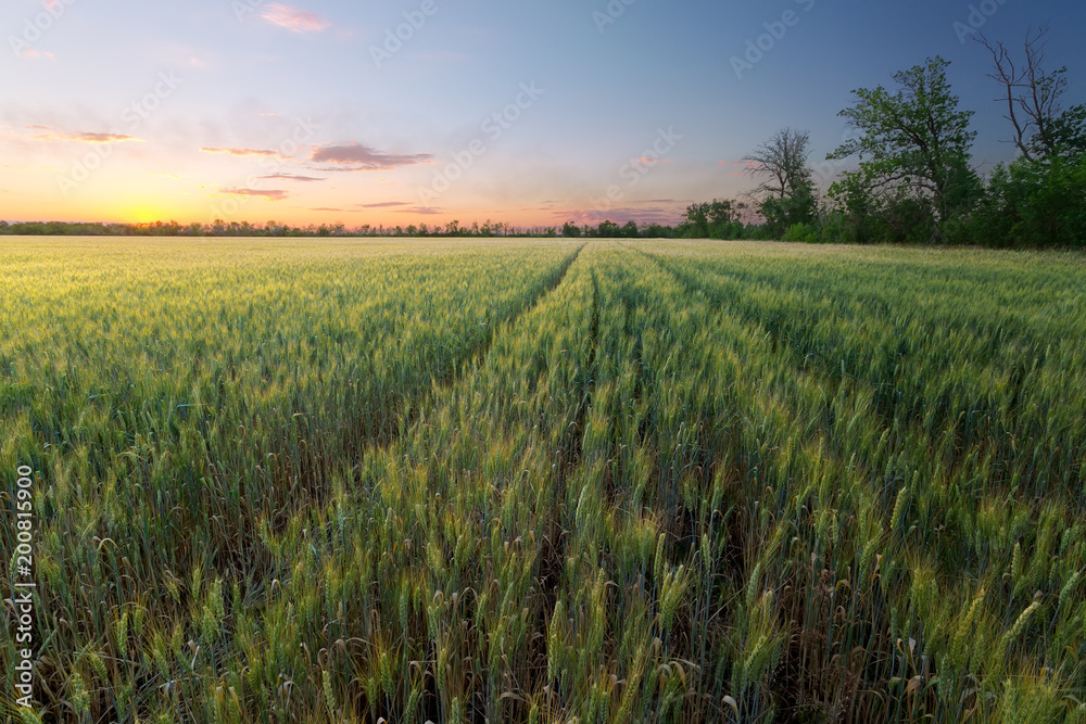 colorful sunset fields Ukraine / wheat field ripening period