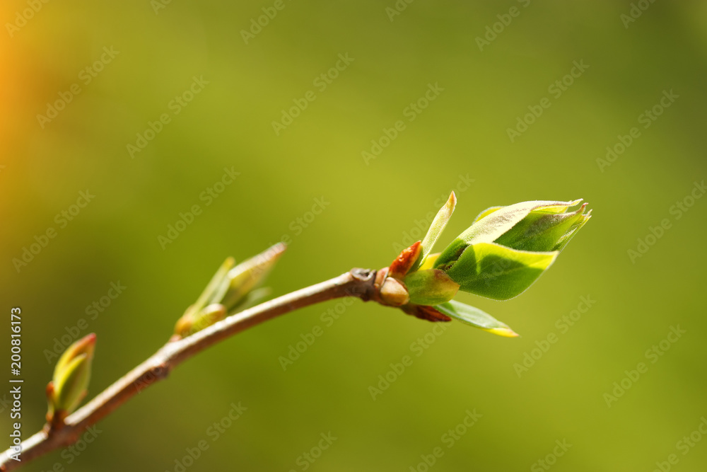 Fototapeta premium makro pączek drzewa / młody pączek drzewa wczesną wiosną