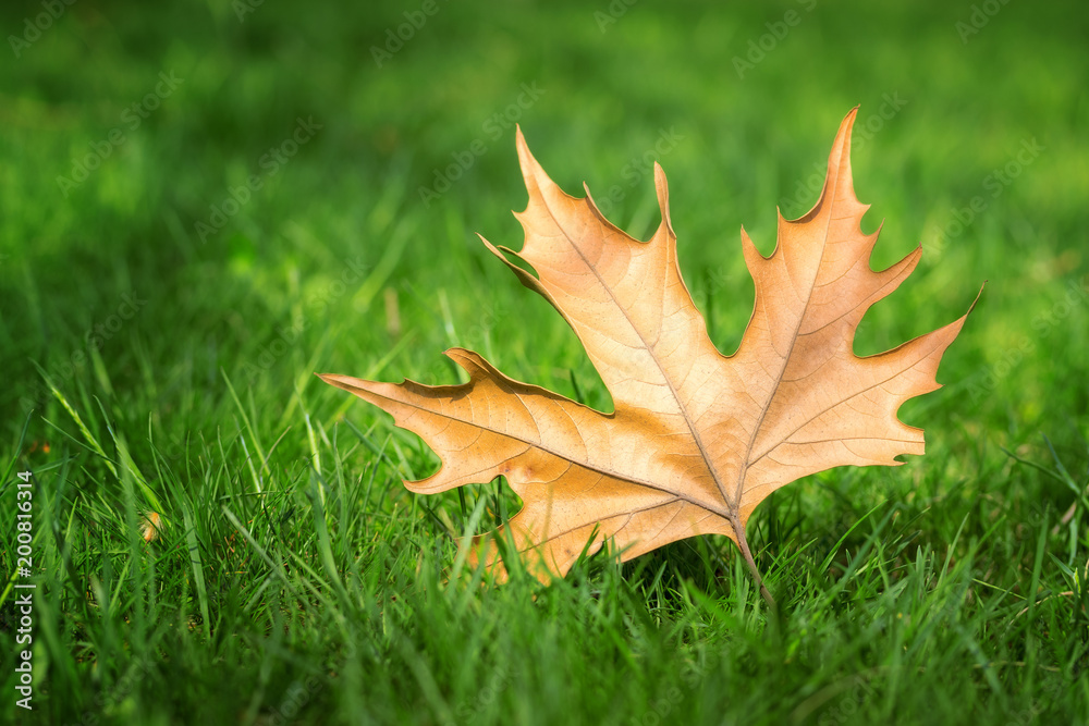 maple leaf on green grass / old last year maple leaf early spring maple leaf on green grass / old last year maple leaf early spring