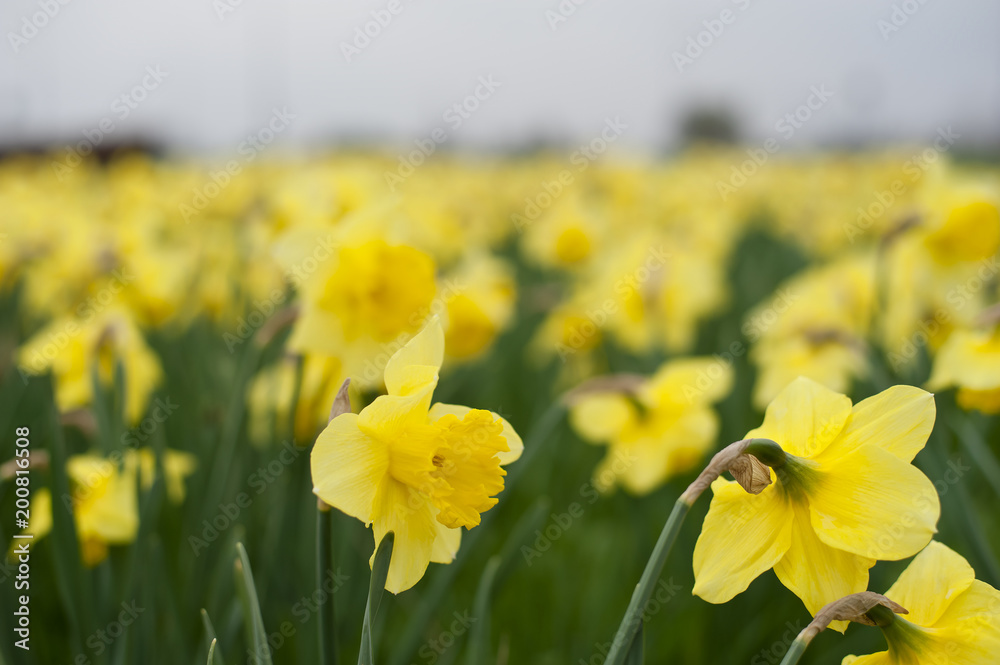 Obraz premium Narcissus flowers in spring 