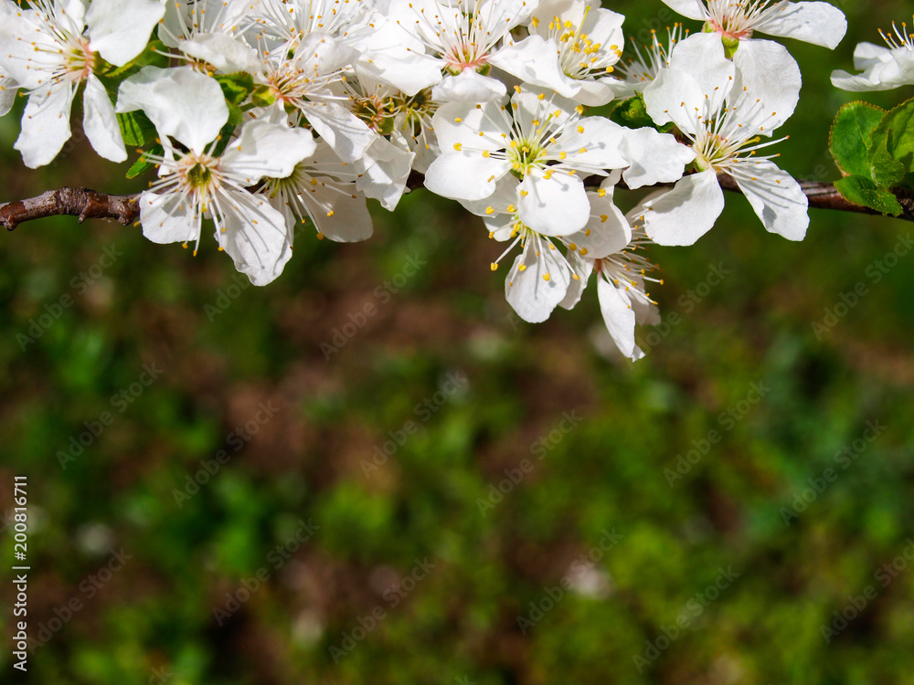 Beautiful white blooming plum tree close up. The background is the soil.