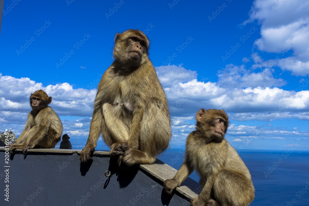 Naklejka premium Close up of a wild macaque or Gibraltar monkey, one of the most famous attractions of the British overseas territory