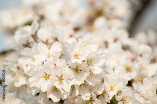 White Cherry Blossoms Blooming in Spring in Nanjing City