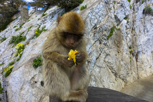 Close up of a wild macaque eating banana or Gibraltar monkey, one of the most famous attractions of the British overseas territory